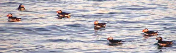 puffinheader Puffins near Monhegan Island, Maine