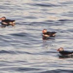 Puffins