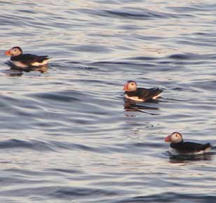 Puffins