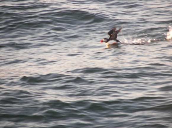 Puffin Action Shot